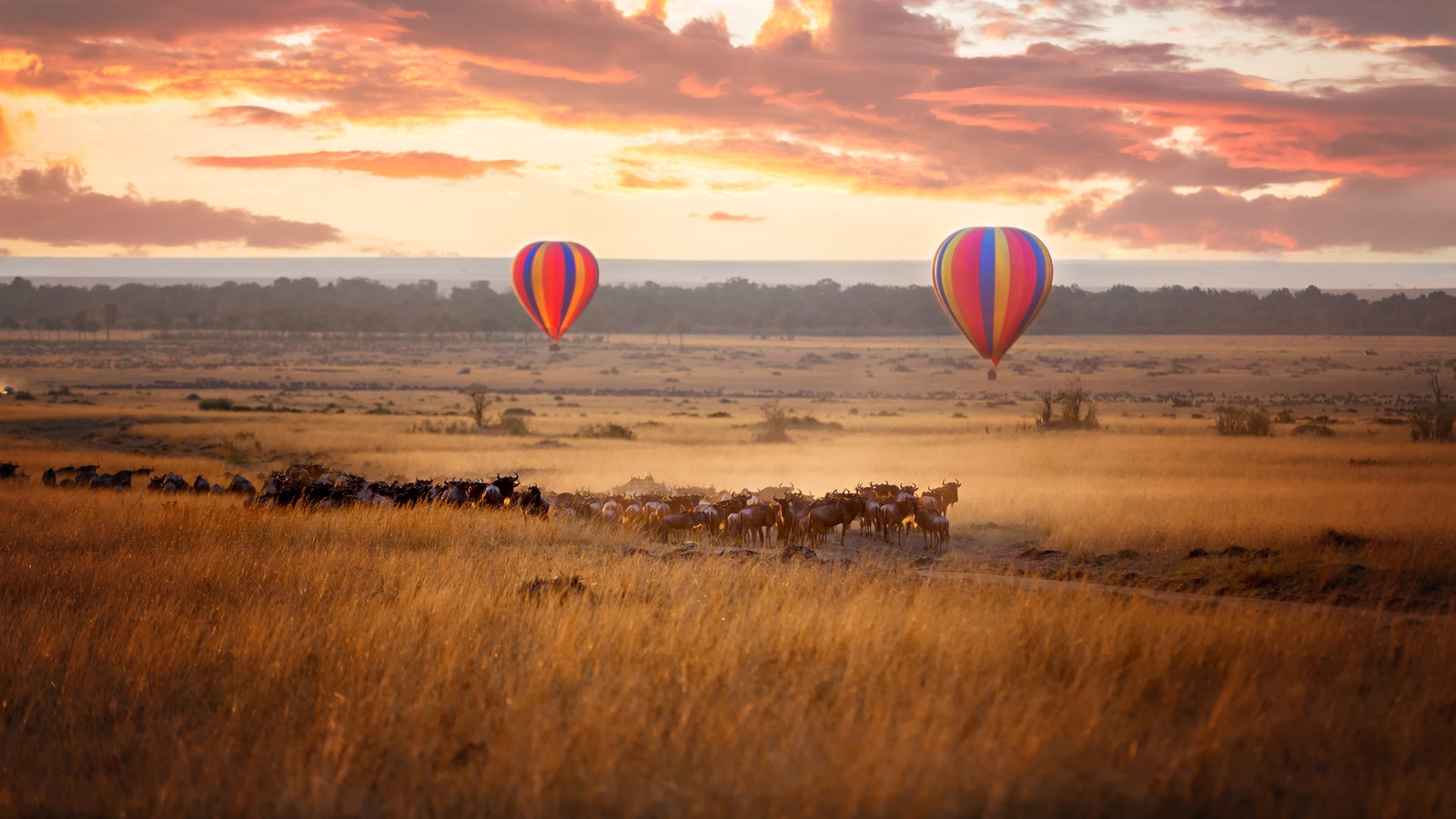 Luxury Africa Safari Sunrise over the Maasai Mara, with a pair of low-flying hot air balloons and a herd of wildebeest below in the typical red oat grass of the region, in Kenya during the annual Great Migration.