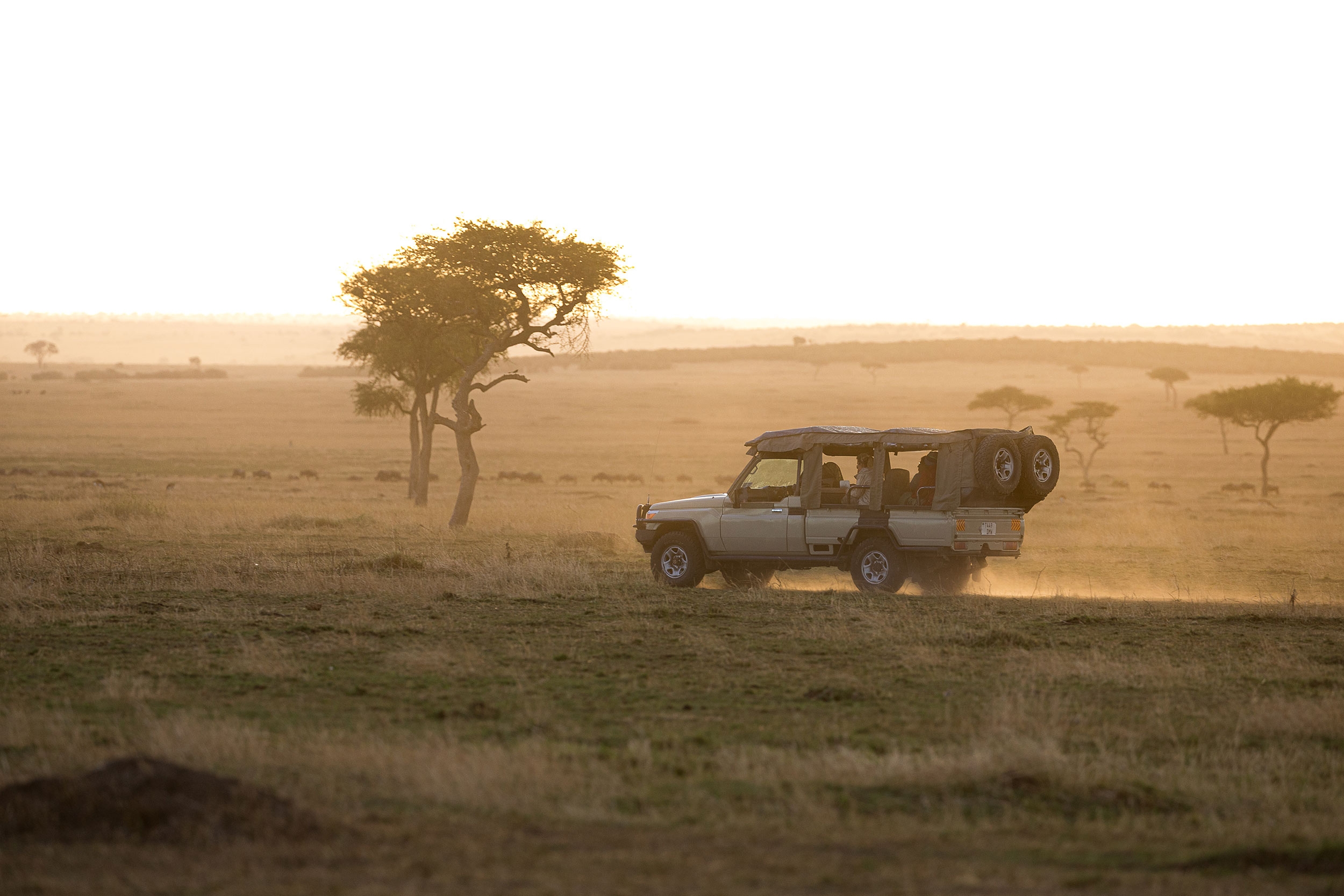 Game drives at dusk in the serengeti