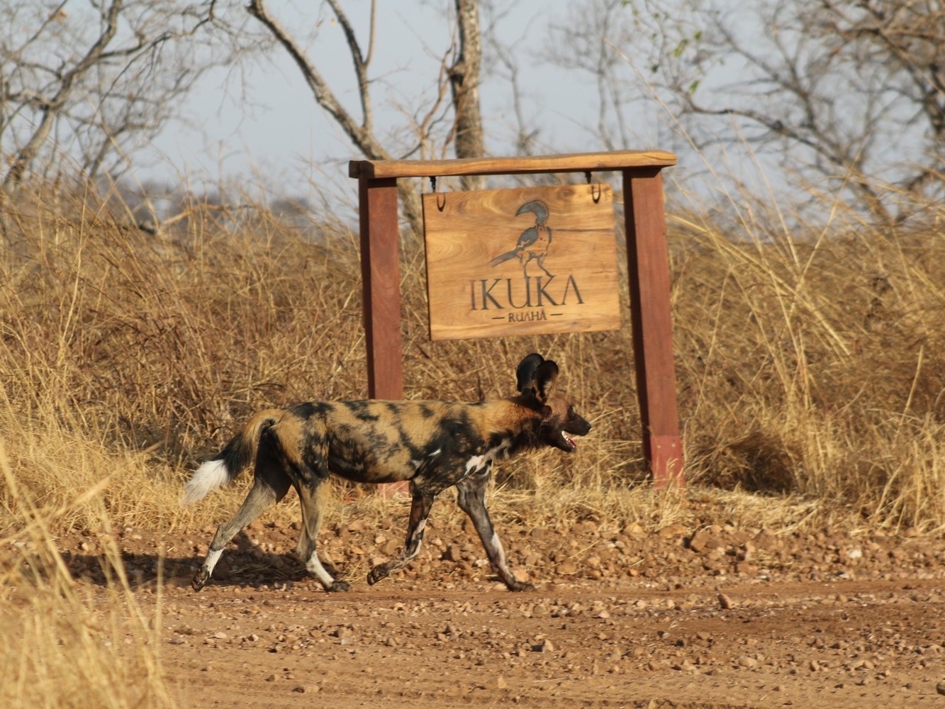 African wild dog strolling in front of Ikuka Safari Lodge sign.