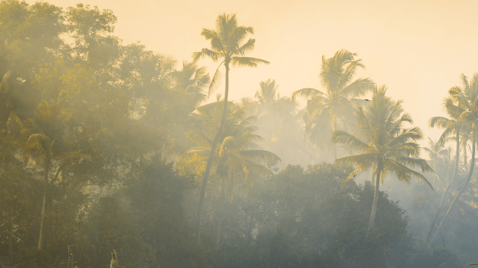 Sunlit palm trees shrouded in morning mist creating a positive impact through serene nature.