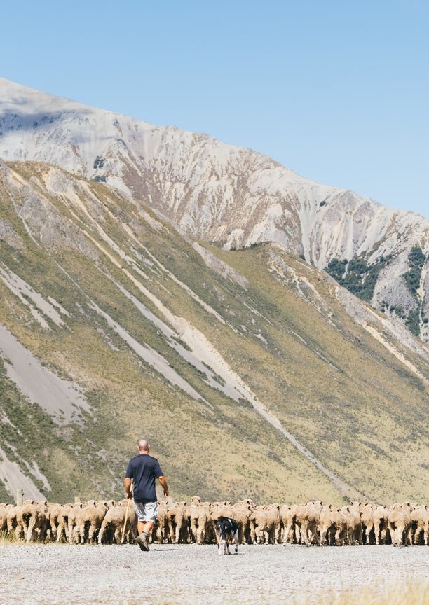 A farmer walking behind a flock of sheep and a dog on a gravel road beneath towering South Island mountains.
