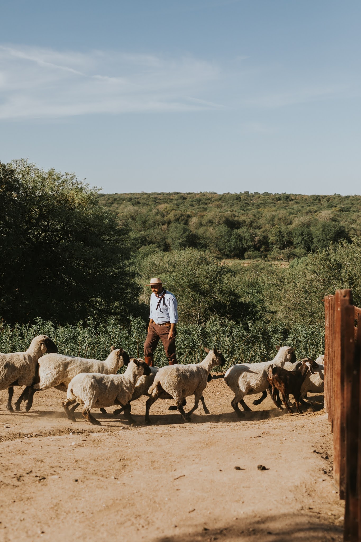 A shepherd leading a flock of sheep along a dirt path in a rural landscape.