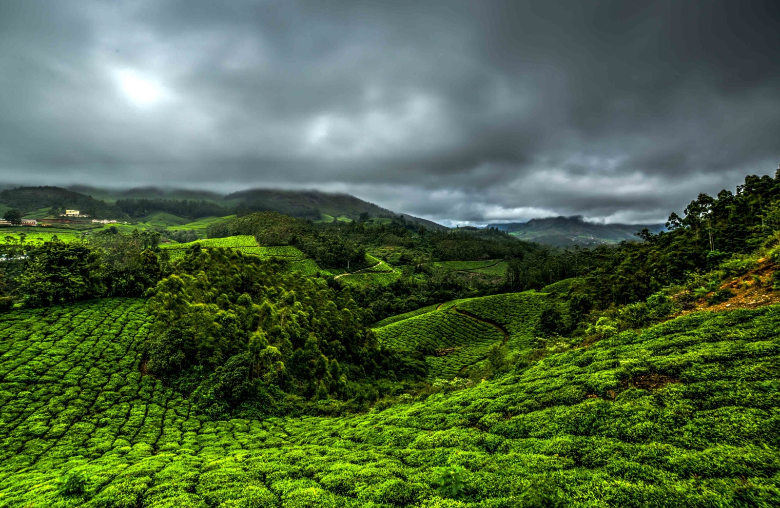 Lush green tea plantations with cloudy overcast sky in a hilly landscape.