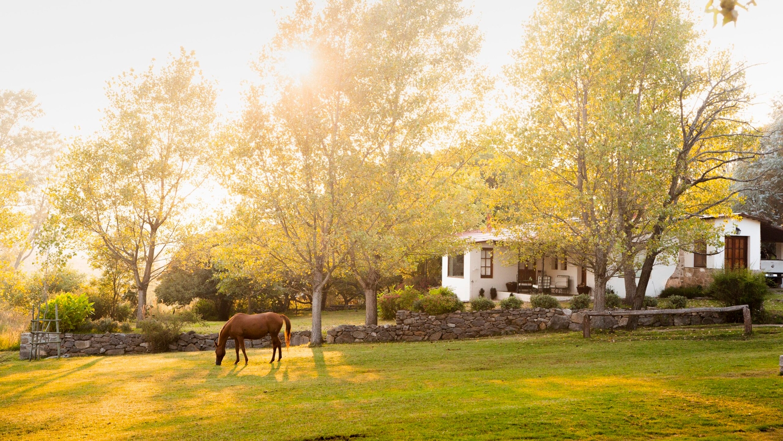 Horse grazing near a country house with sun shining through trees.