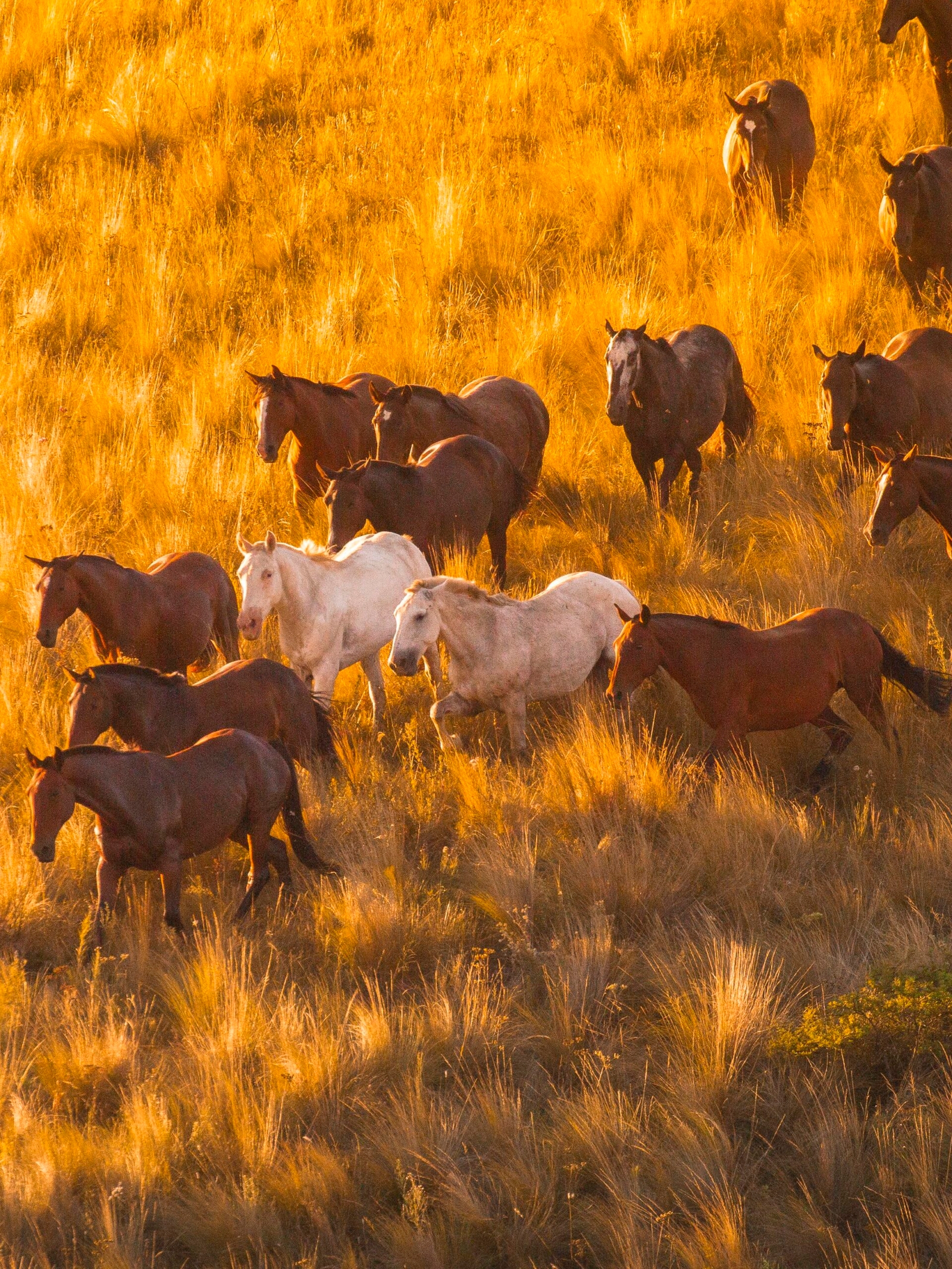 A herd of horses with a mix of white and brown coats grazing in a golden field at sunset.