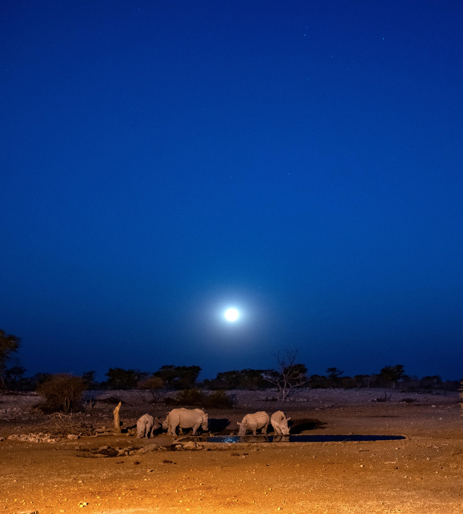 Rhinos by a waterhole under a night sky with a bright moon.
