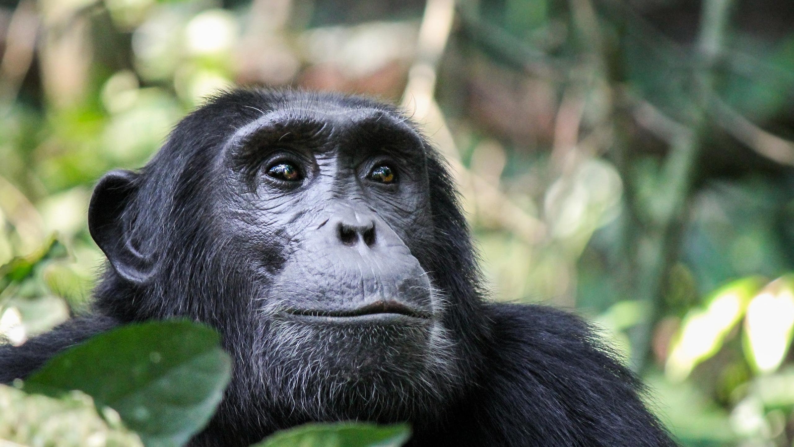 Close-up of a chimpanzee looking upward, featuring dark fur and pale eyes against a background of blurred green foliage.