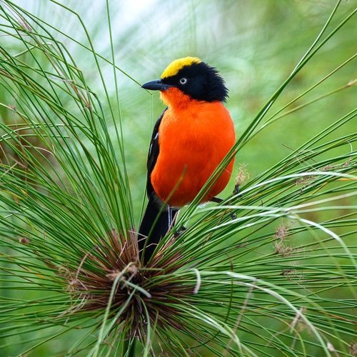 Brightly coloured bird at Wilderness Magashi, Rwanda