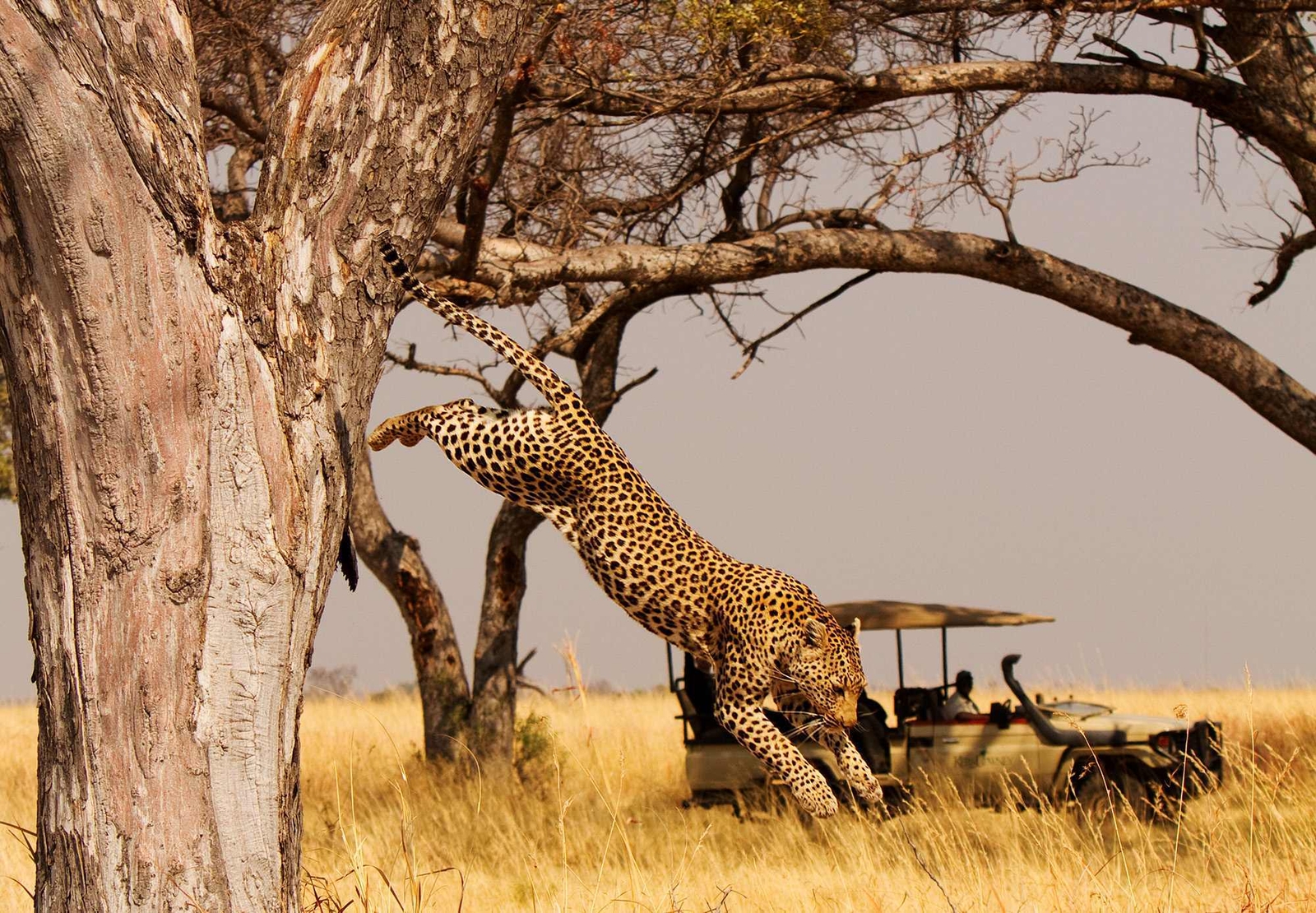 A safari vehicle looks onto a cheetah jumping down from a tree.
