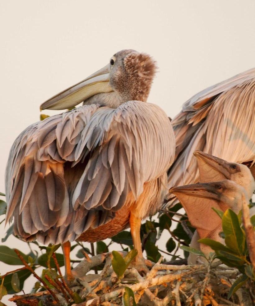 Pelicans at Shinde Camp.