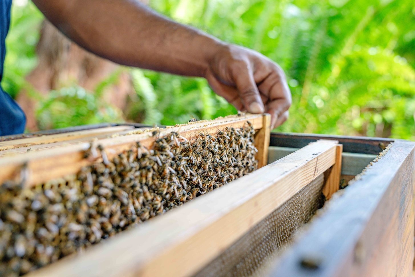 Harvesting honey at Alphonse Island's farm.