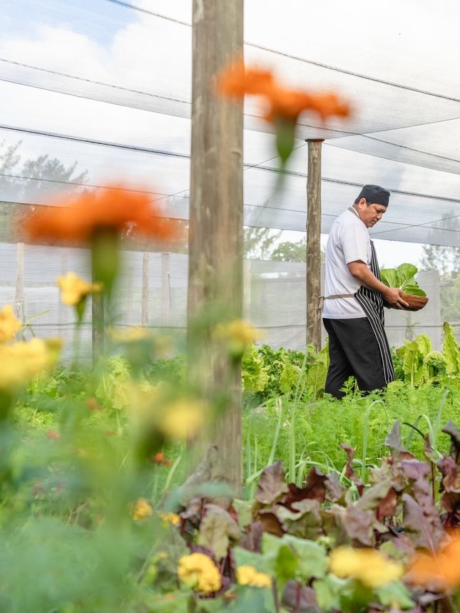 A chef strolling the farm on Alphonse Island.
