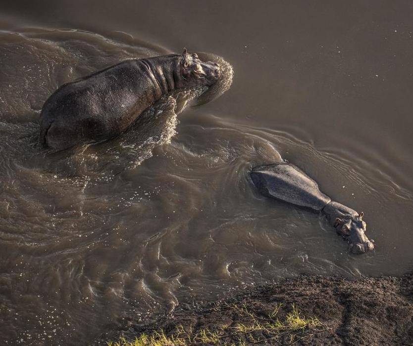 A photograph of two hippos from above.