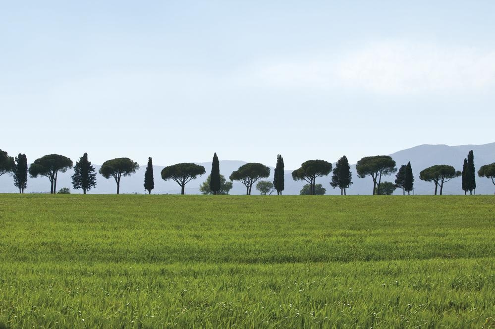 An avenue of trees at L’Andana Tenuta La Badiola.