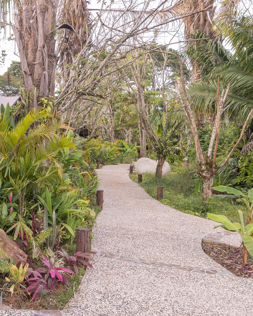 A grey paved walkway leading through gardens of ferns, green trees and pink flowers.
