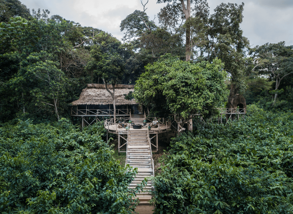 Wide view of wooden stairs leading to a round deck and a large thatched-roof building behind it, surrounded by forest