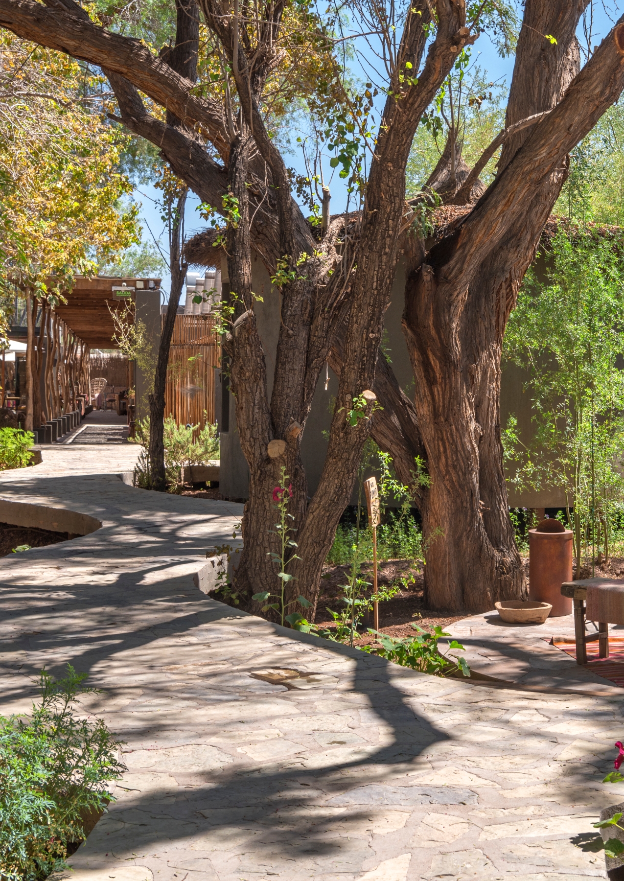 Exterior shot of a stone pathway with an old tree with curving branches.