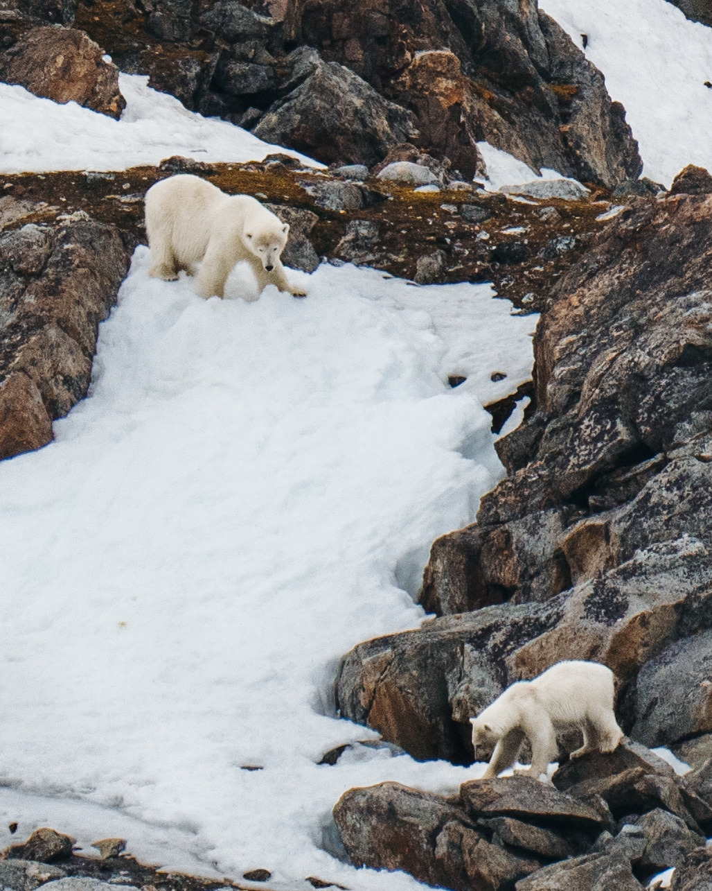 Two polar bears descending an icy slope.