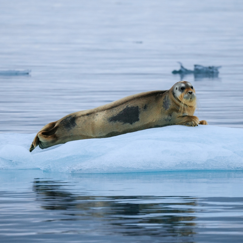 A seal lounging on ice.
