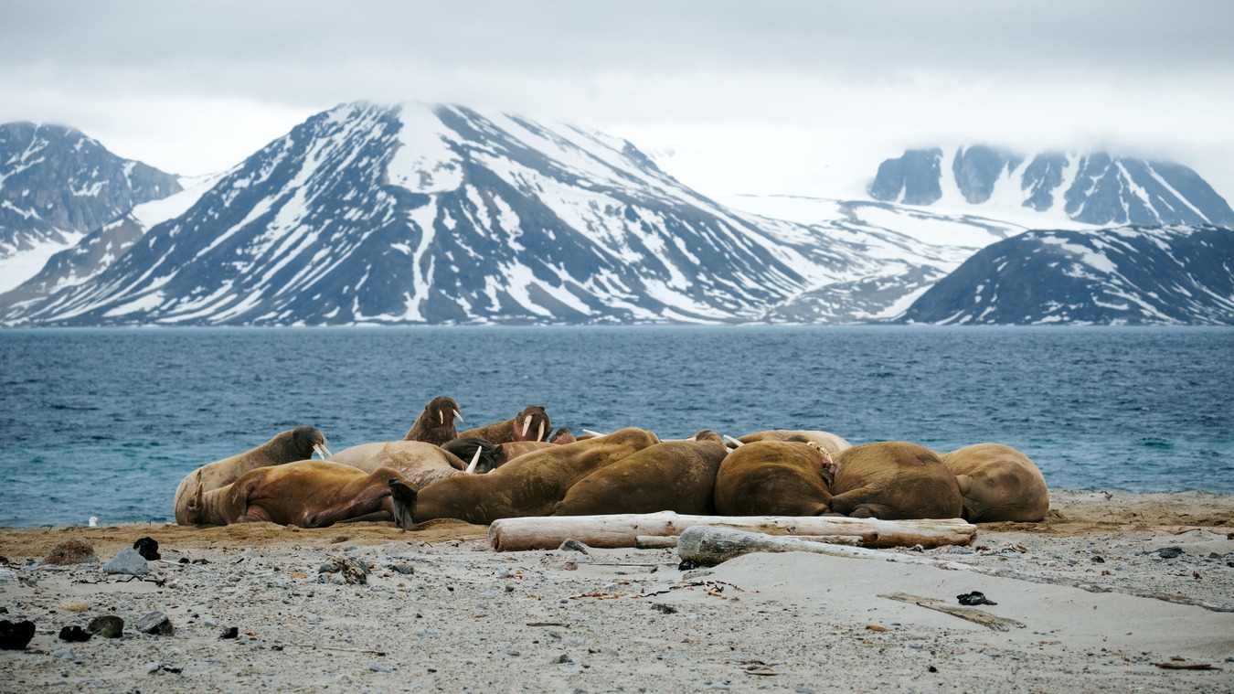 Walruses lounging on a beach near the water with snowy mountains in the background.