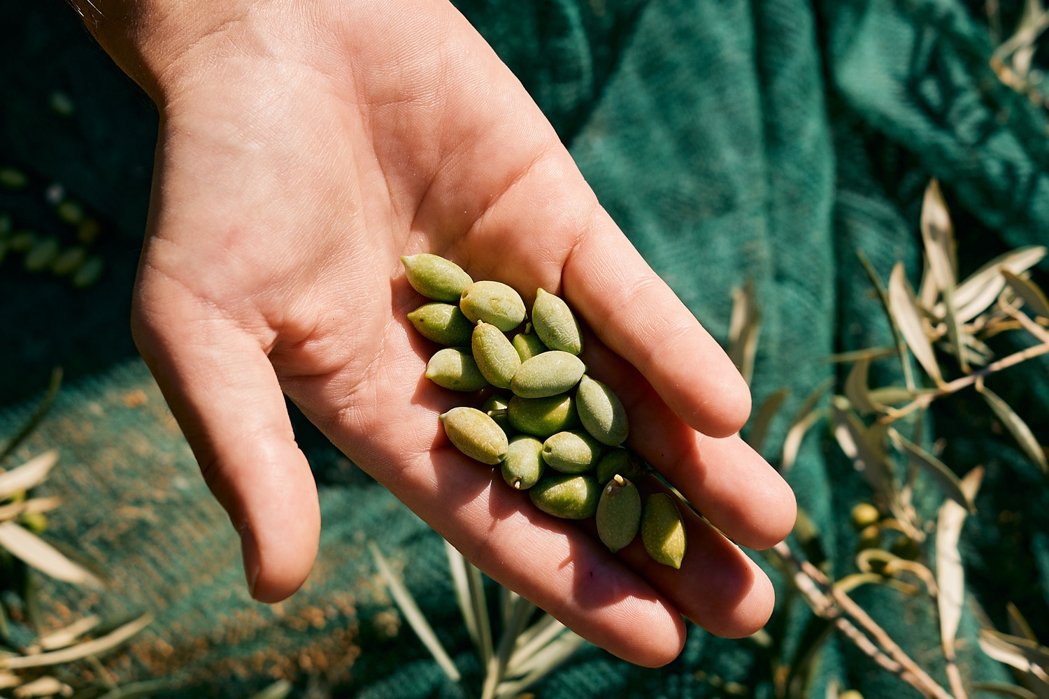 kinsterna olive harvest experience