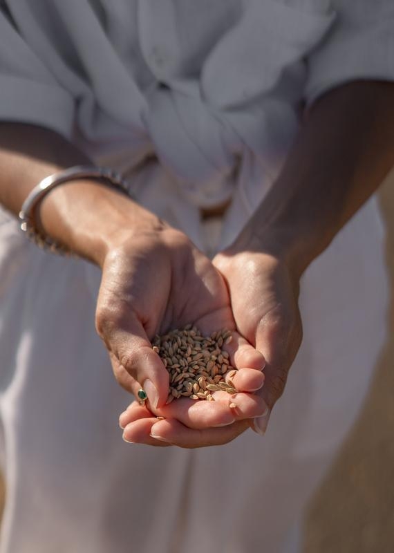 Close-up of cupped hands holding a pile of small, brown harvested grains outdoors.