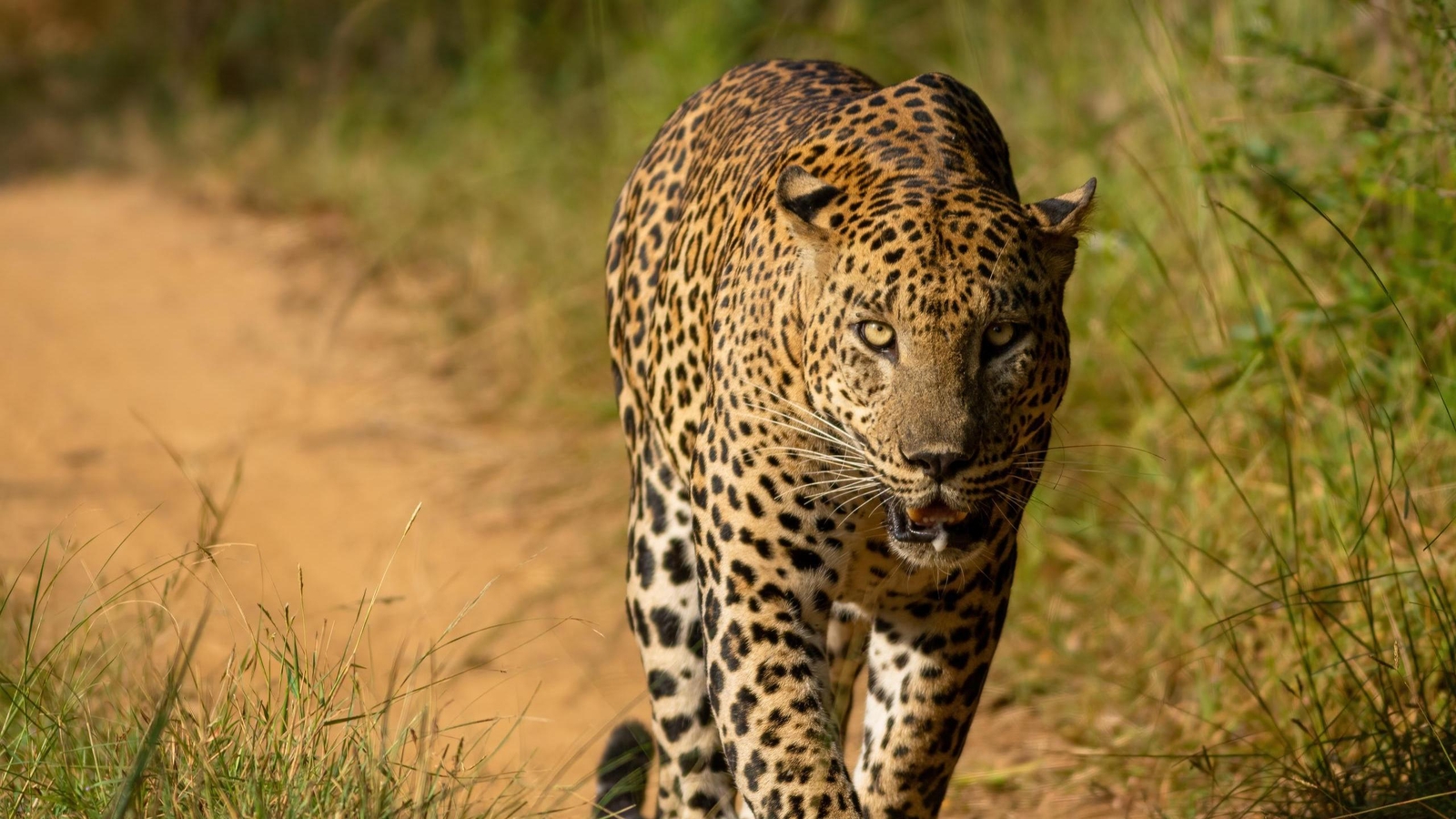 Close-up of a leopard with striking spots and yellow eyes walking through dry grass on a sunny day.