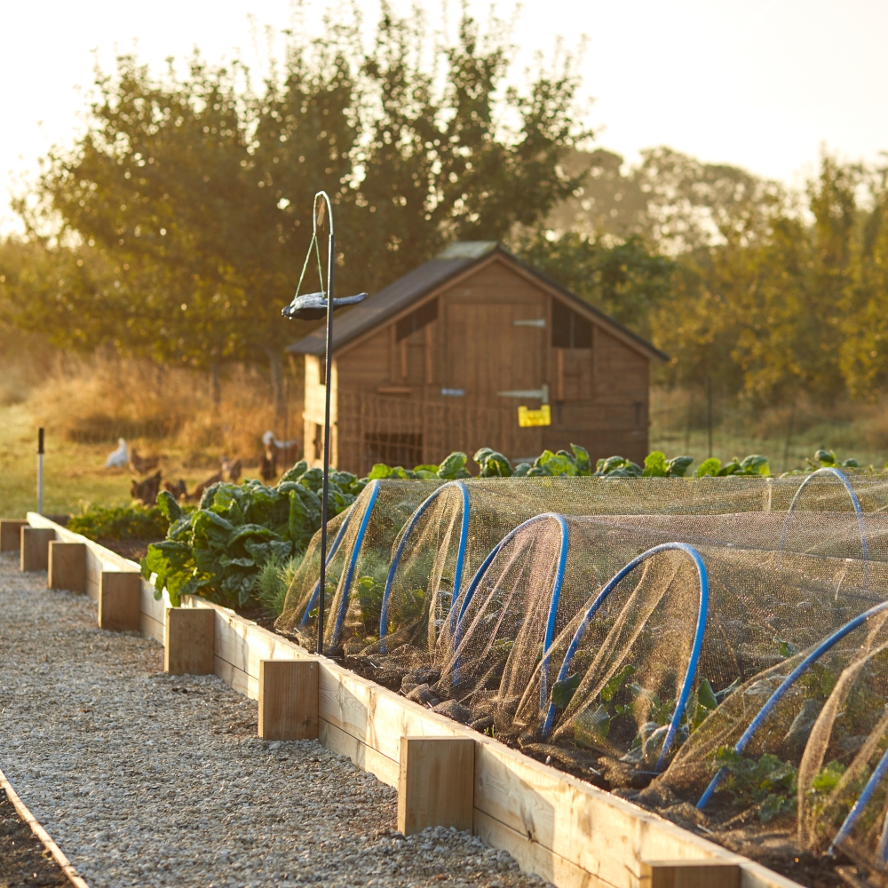 Outdoor view of a gravel path through a plot of vegetables beds with a wooden storage shed in the background.