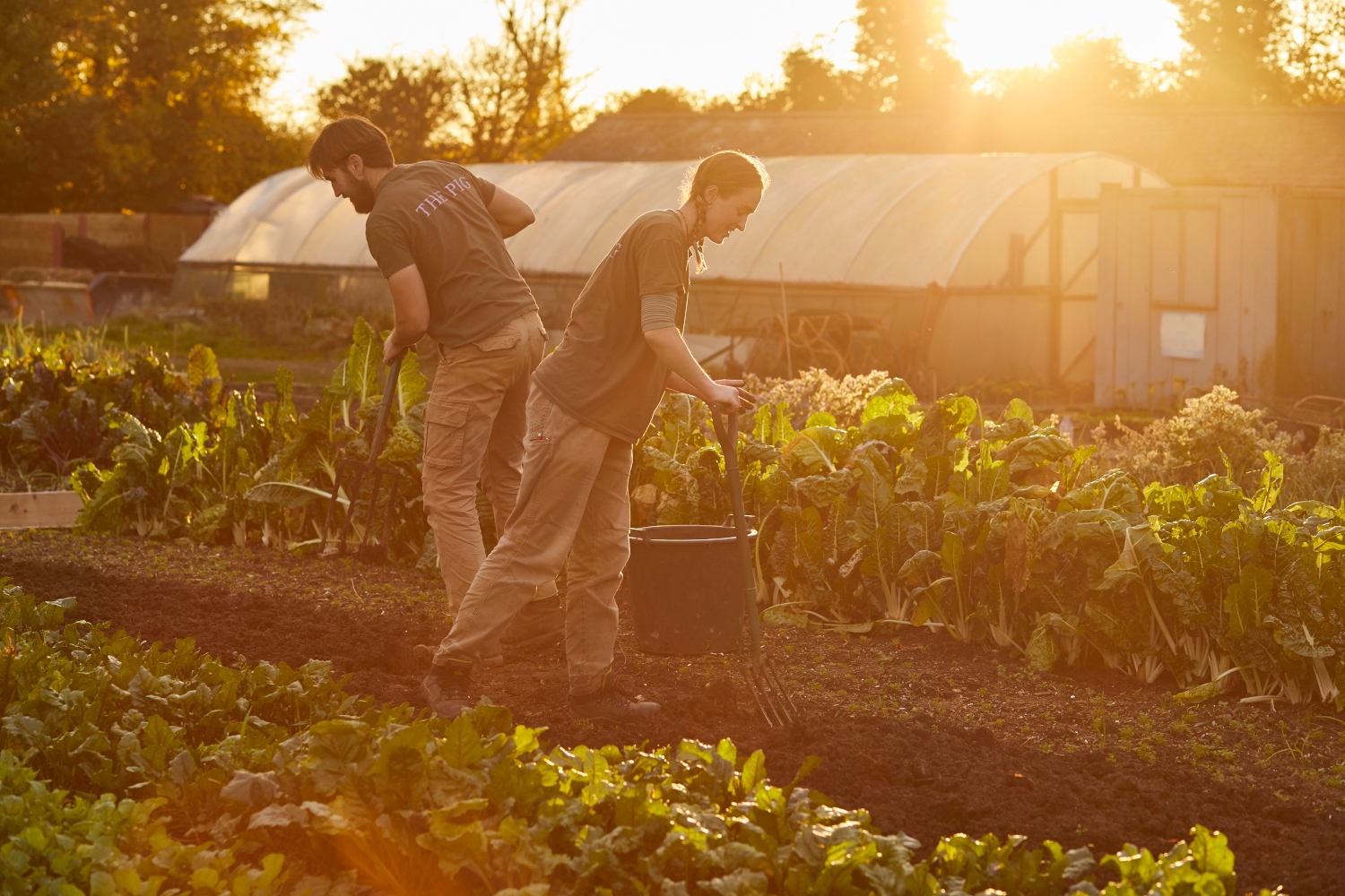 Two gardeners work on a plot of green vegetables in soft evening sunshine.