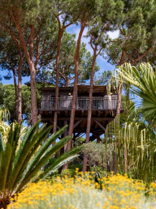 An elevated wooden tree house set behind tall, skinny trees and plants