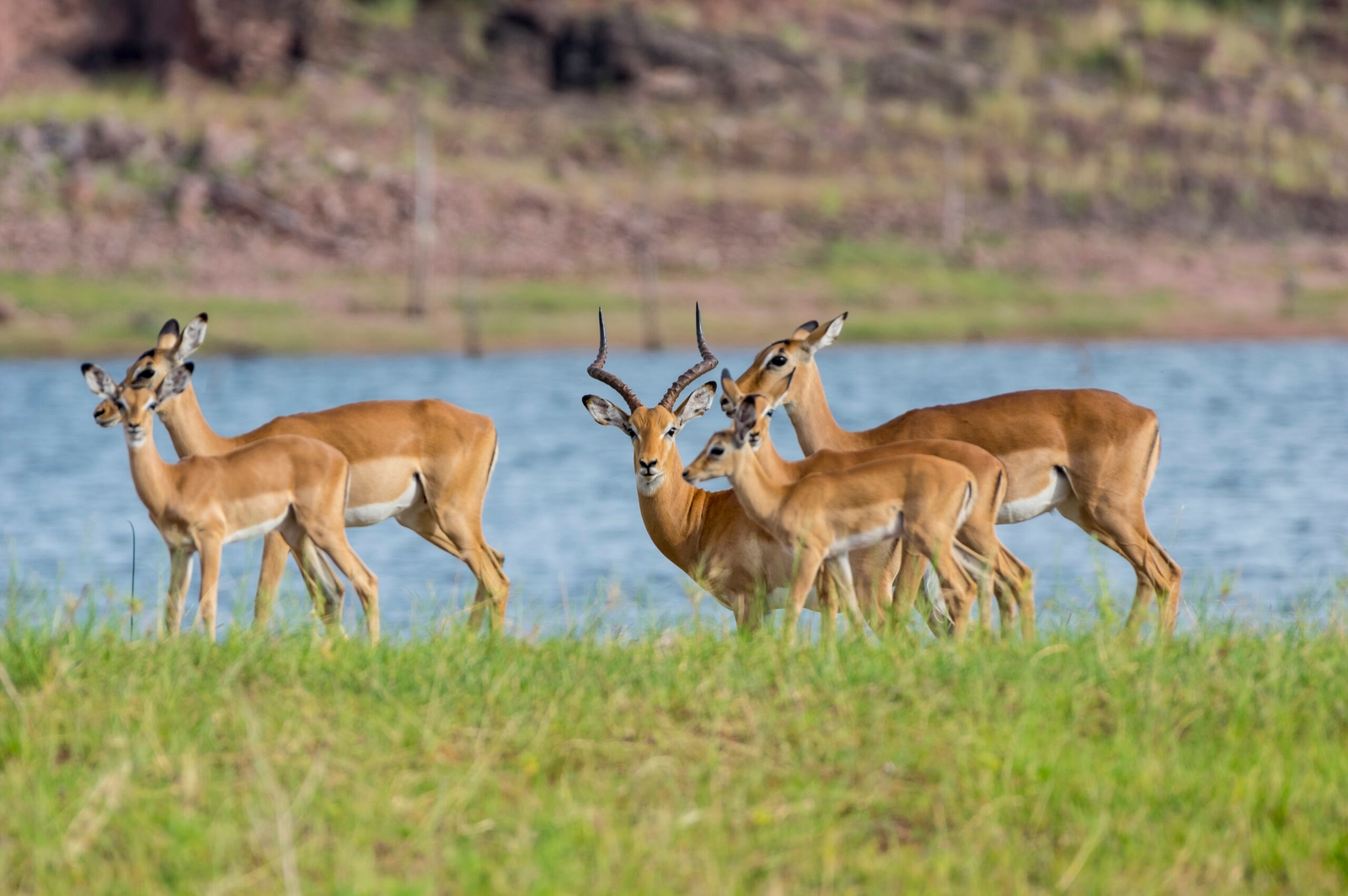 Green season main icon