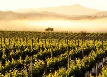 Wine Region thumbnail