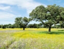 Large cork oak trees in a vibrant meadow of yellow and purple wildflowers under a light blue sky with wispy clouds.