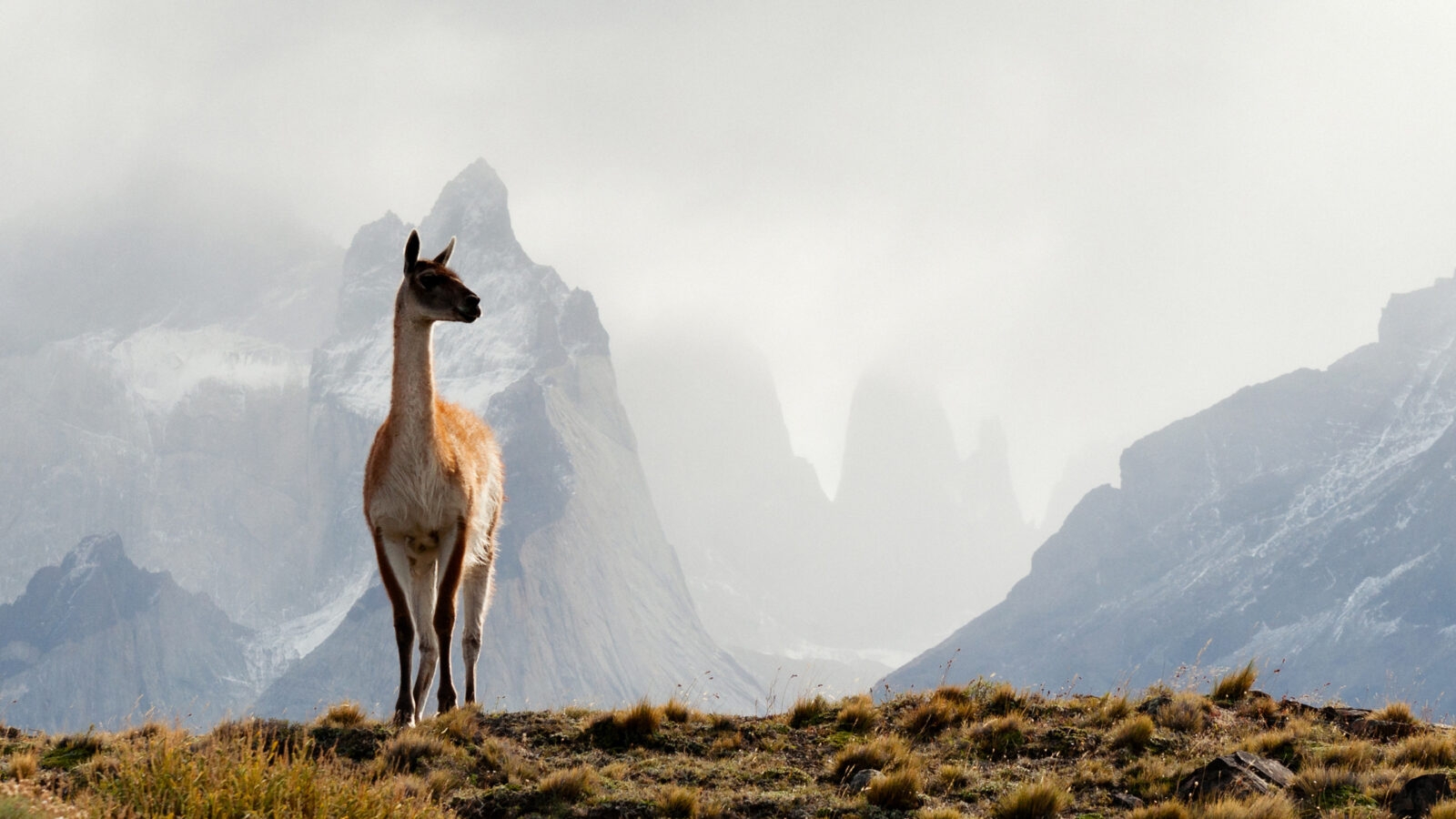 Patagonia in winter, Chile & Argentina, Latin America