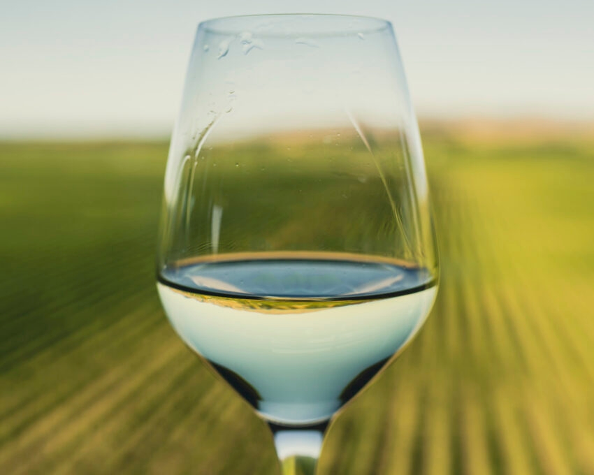 Wine glass at a vineyard in Marlborough, New Zealand