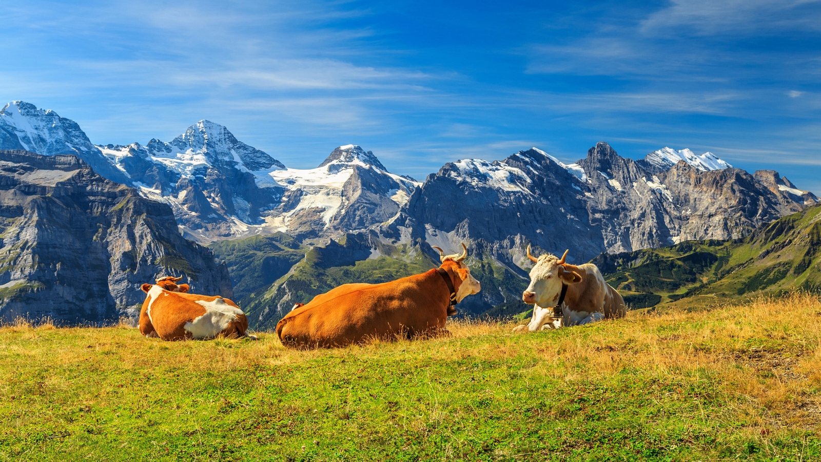 swiss-cows