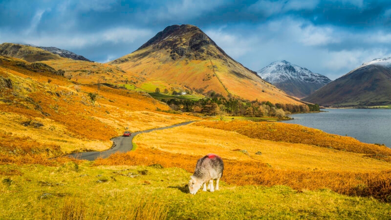 A sheep grazing in a yellow autumn field near a winding road and a large mountain peak overlooking a lake.