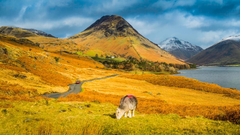 A sheep grazing in a yellow autumn field near a winding road and a large mountain peak overlooking a lake.