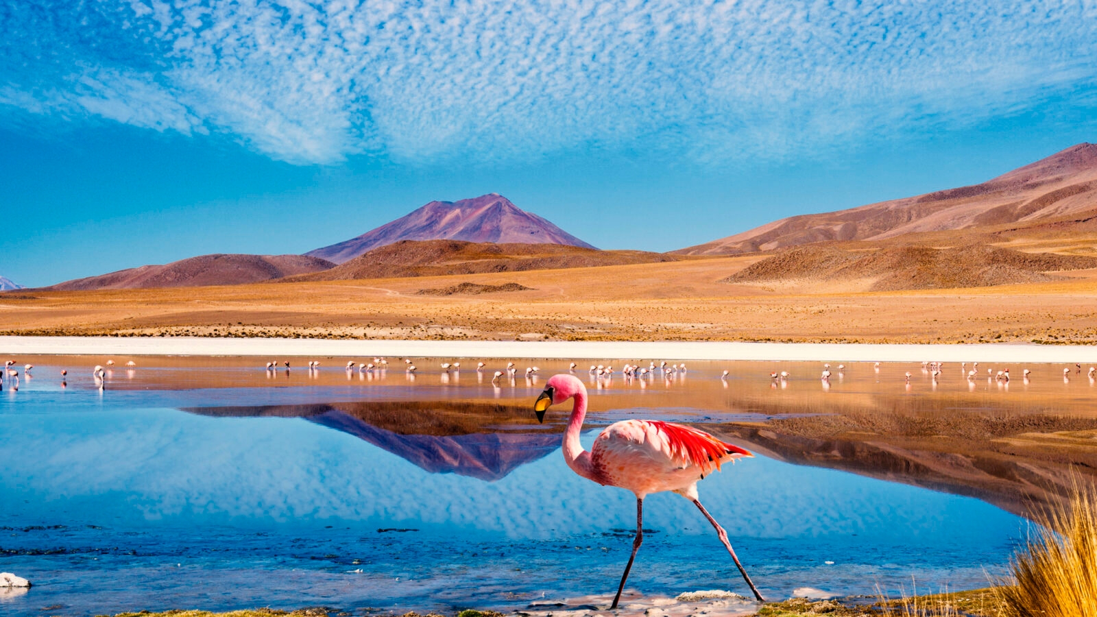 Ruta de las Joyas altoandinas Laguna Bolivia Flamingo