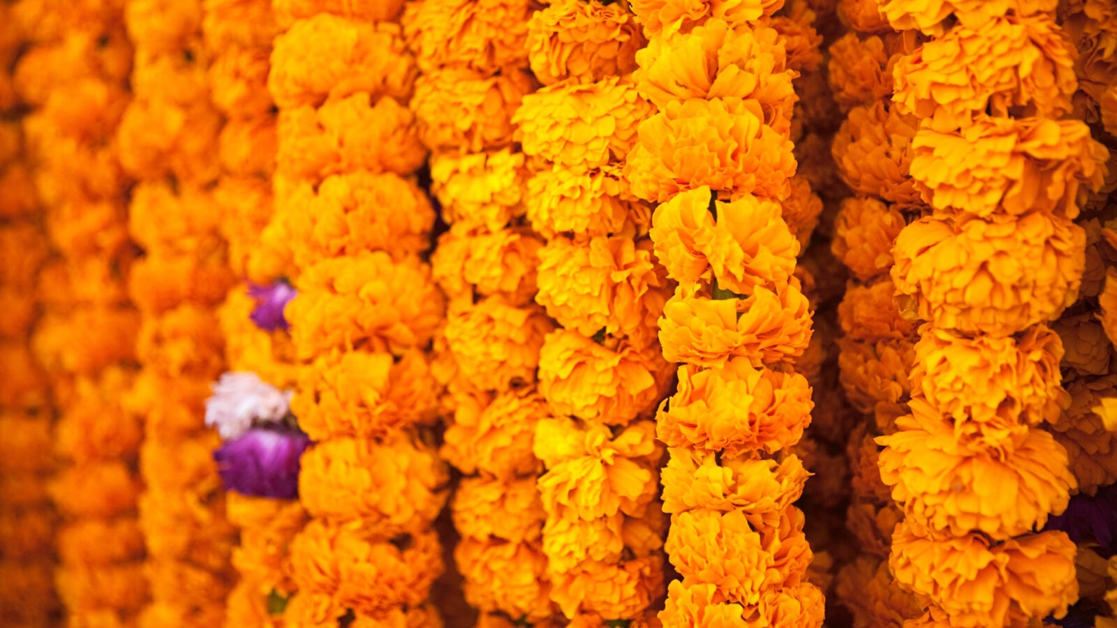 garlands of marigolds.