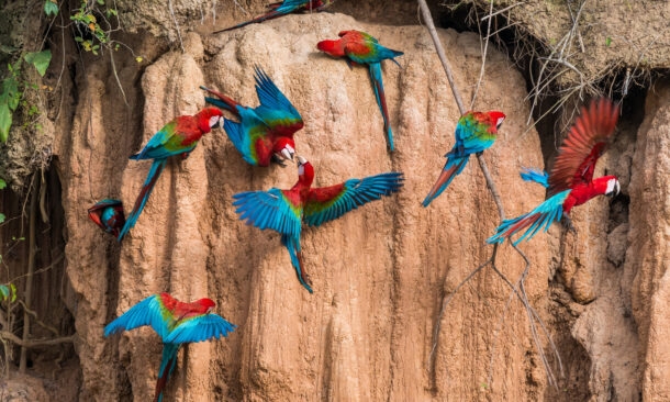 Several colorful red, blue, and green macaws perch on and fly near a textured brown clay cliff side.