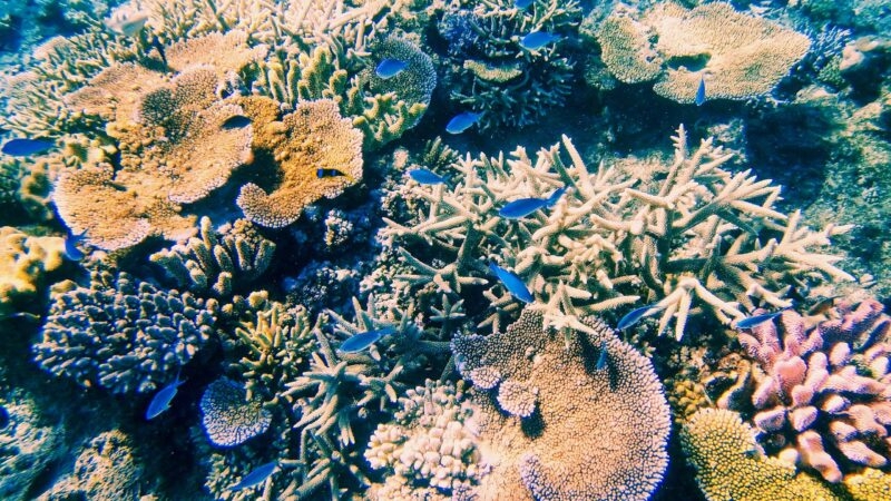 Coral reef, Somosomo Strait, Taveuni