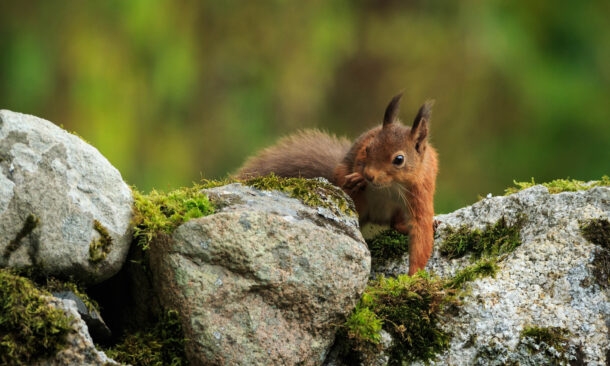 A small red squirrel perched on a moss-covered stone wall, looking toward the camera.