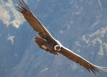 Colca Canyon thumbnail
