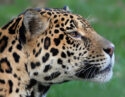Close-up profile of a jaguar's head with distinct rosettes and long whiskers during luxury Pantanal trips.