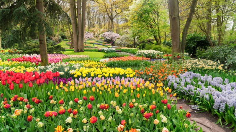 Colourful tulips in a spring garden in Amsterdam