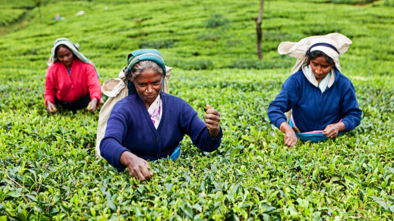 Three women harvesting tea leaves in a bright green field on luxury Sri Lanka tours.