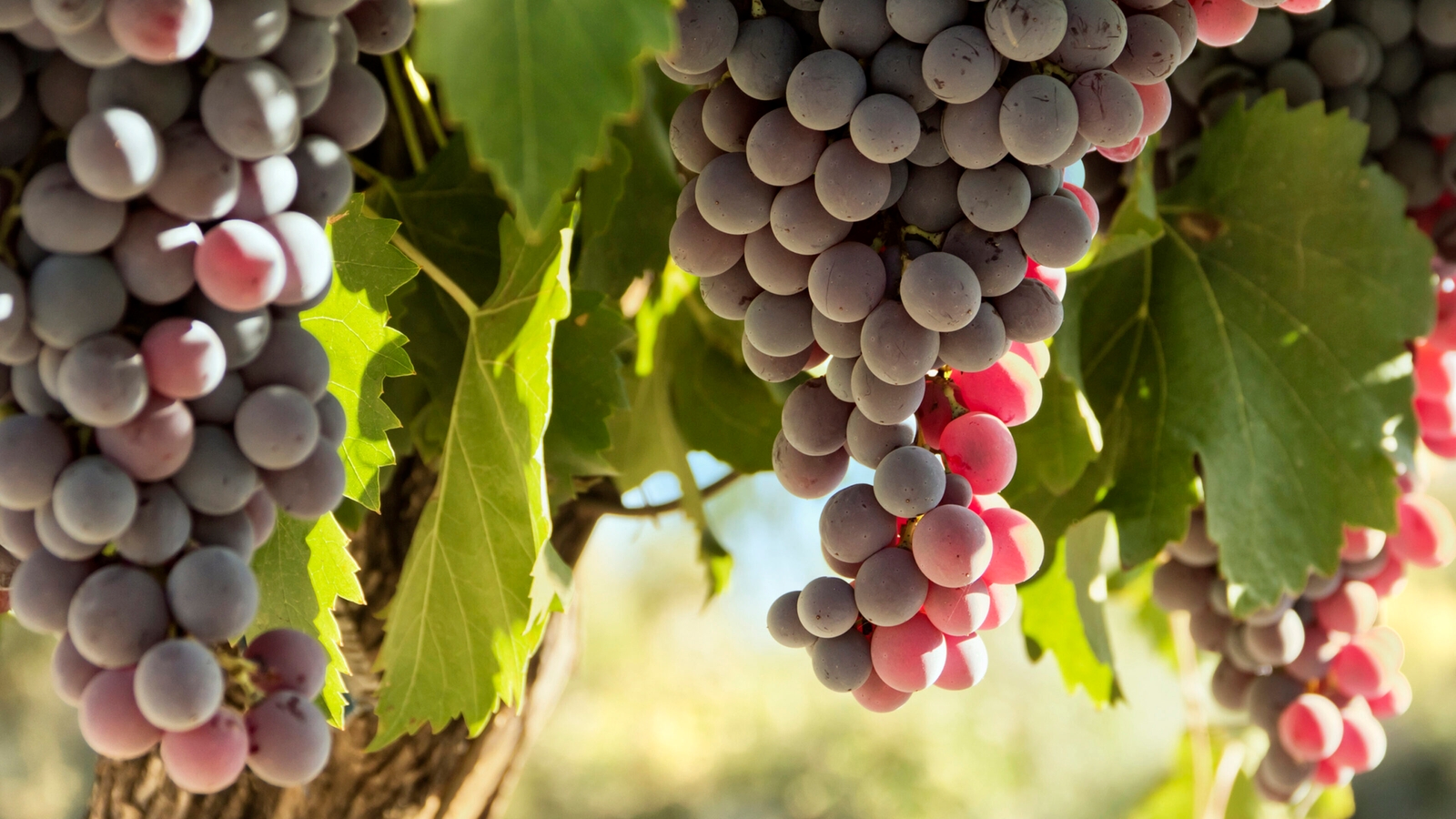 red-grapes-mendoza
