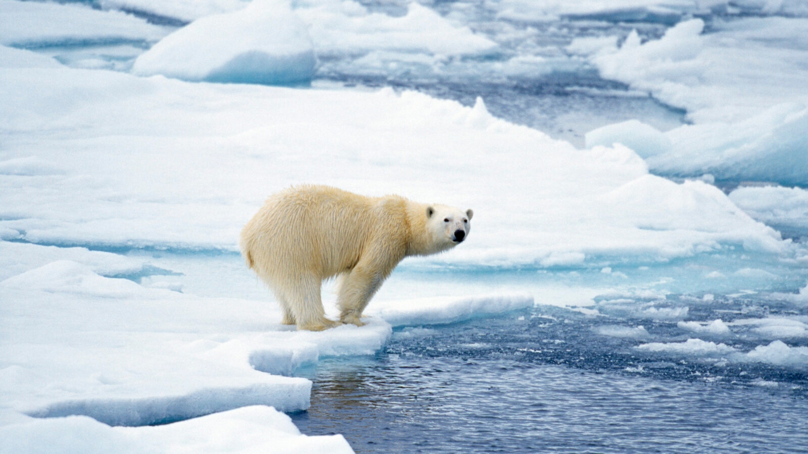 A polar bear on a snowy ice shelf during Luxury Polar tours, looking back toward the deep blue ocean.