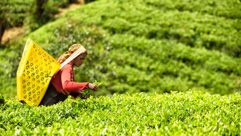 nuwaraya-eliya-sri-lanka